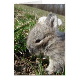 Bébé Lapin