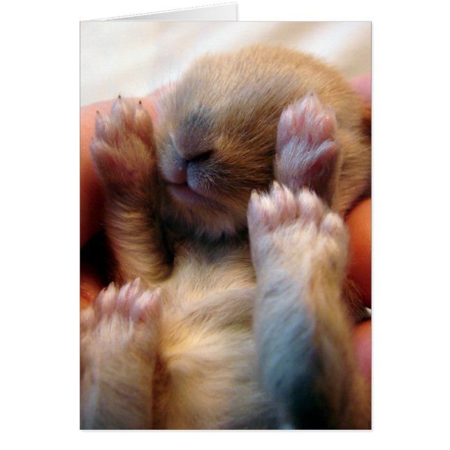 Bébé Lapin À La Main (Devant)