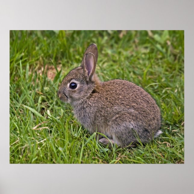 Bébé Lapin Impression (Devant)