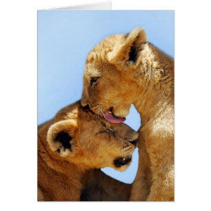 Bébé lions amour