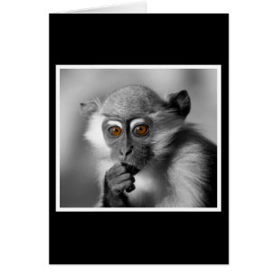 Bébé Mangabey