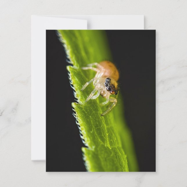 Bébé mignon araignée - Salticide (Devant)