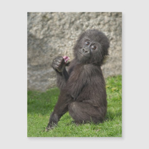 Bébé mignon Gorilla