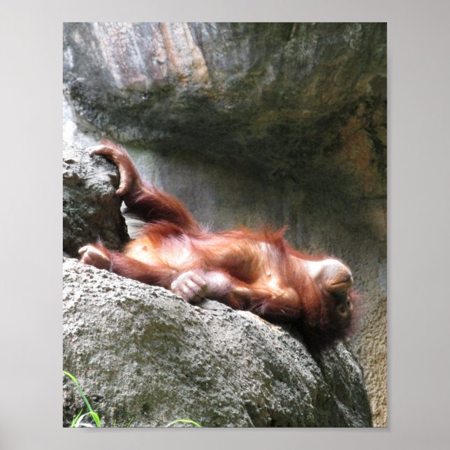 Bébé mignon Orangutan Home Décor Poster (Devant)