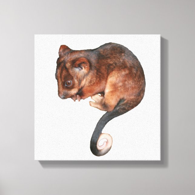 Bébé mignon Singtail Possum toile Imprimer (Recto)