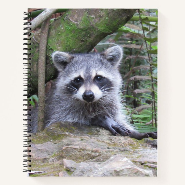 Bébé mignonne Raccoon Carnet photo (Devant)