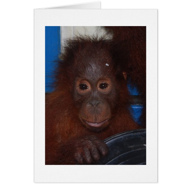 Bébé Orangoutan, fils d'Akmad (Devant)
