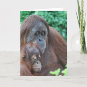 Bébé Orangutan avec carte de voeux mère