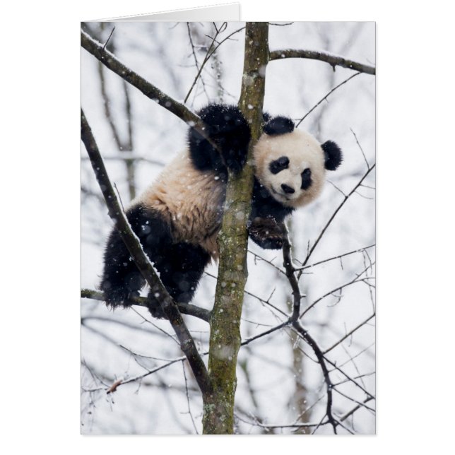 Bébé Panda dans l'arbre (Devant)