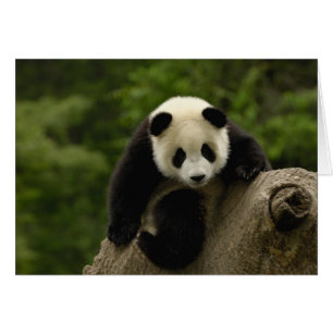 Bébé panda géant