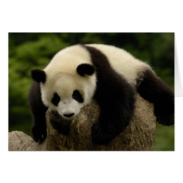 Bébé panda géant (Ailuropoda melanoleuca) (Devant horizontal)