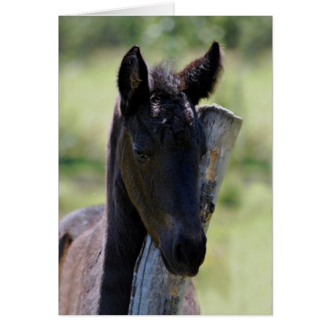 Bébé poulain (Devant)