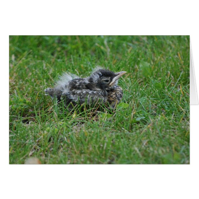 Bébé Robin prenant un peu de repos. (Devant horizontal)