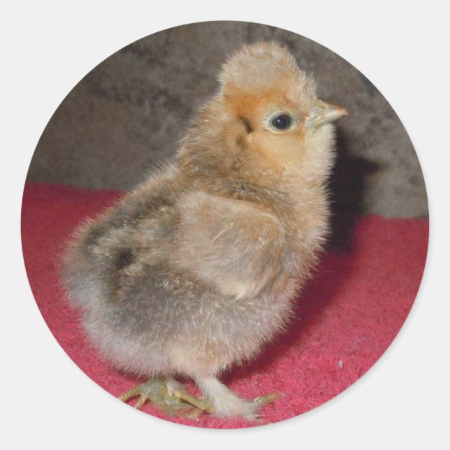 Bébé Silkie Chick Stickers (Devant)