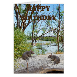 Bébé Wombats Jouant Sur Un Journal, Anniversaire