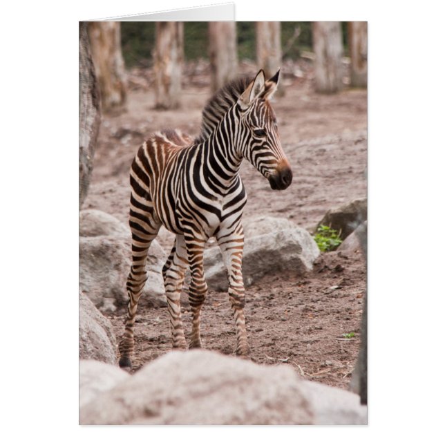 Bébé zèbre (Devant)