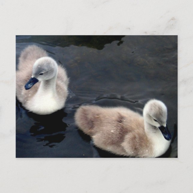 Bébés de cygne - carte postale (Devant)