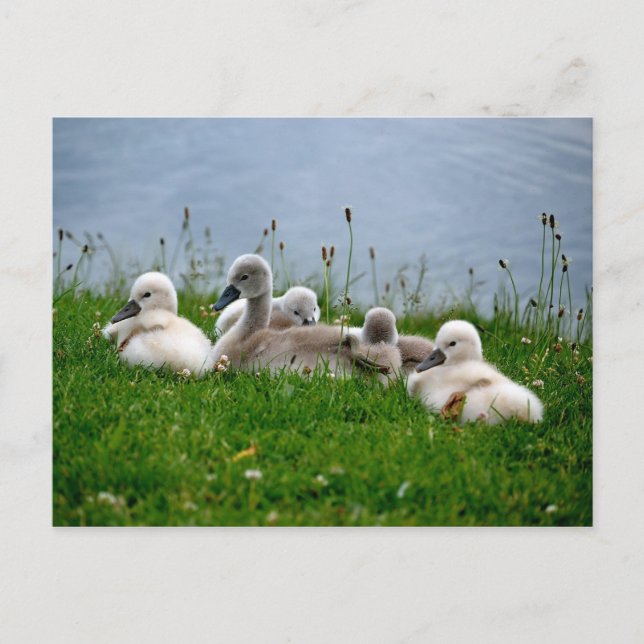 Bébés de cygne doux - Carte postale (Devant)