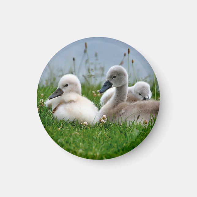 Bébés de cygne mignons - Aimant (Devant)