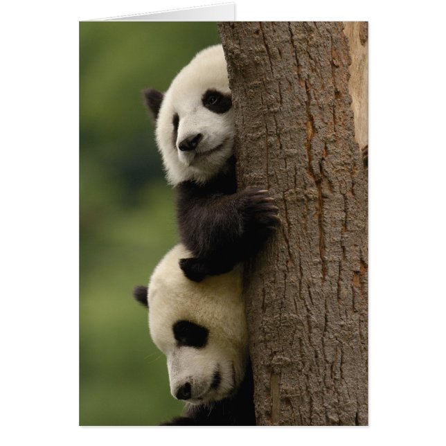 Bébés de panda géant Ailuropoda melanoleuca) (Devant)
