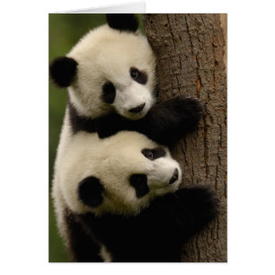 Bébés de panda géant (Ailuropoda melanoleuca) 2