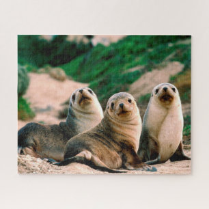 Bébés Otaries, Puzzle