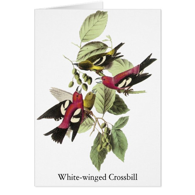 bec croisé Blanc-à ailes - John James Audubon (Devant)