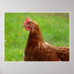 Bec équilibré par affiche rouge de poulet de