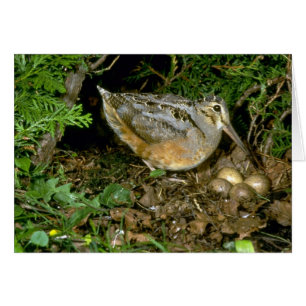 Bécasse américaine aux oeufs