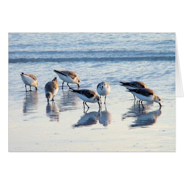 Bécasseaux (Devant horizontal)