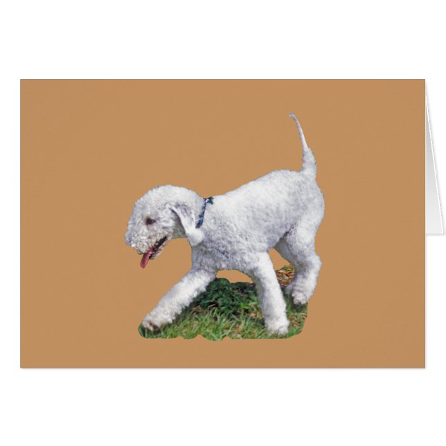 Bedlington Terrier (Devant horizontal)