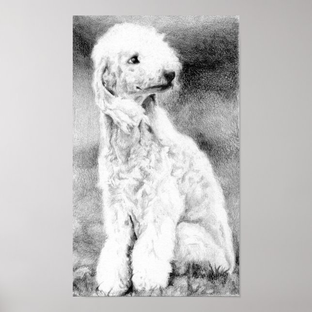 Bedlington Terrier Dog Portrait Poster Print (Devant)