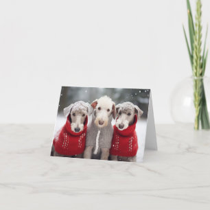 Bedlington Terriers dans la carte de pulls de Noël