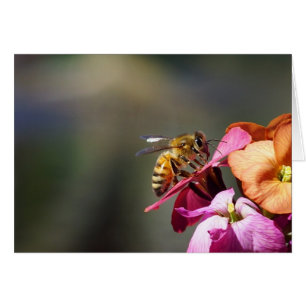 Bee-atiful Bee !