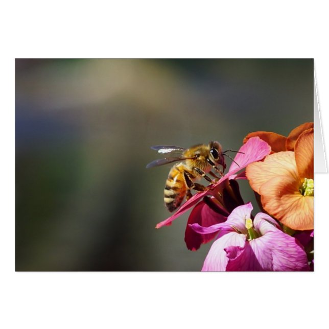 Bee-atiful Bee ! (Devant horizontal)