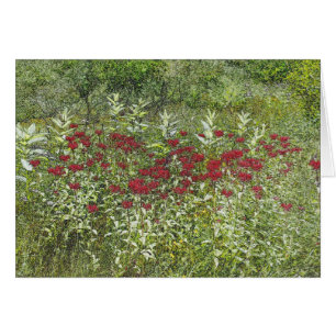 Bee Balm (Bergamont) en août
