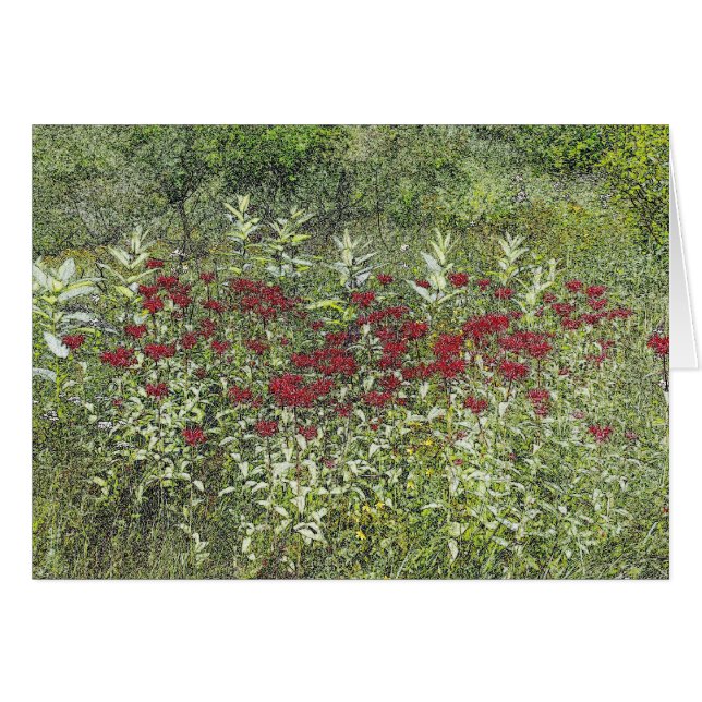 Bee Balm (Bergamont) en août (Devant horizontal)