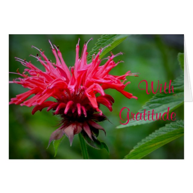 Bee Balm Carte de remerciements (Devant horizontal)