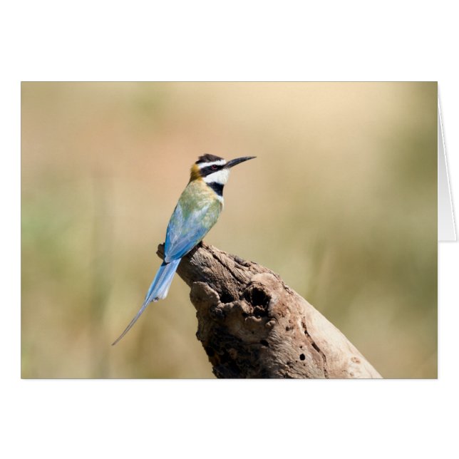 Bee-eater (Devant horizontal)