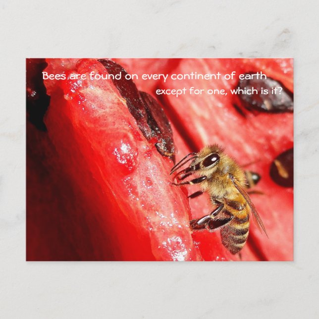 Bee fact Carte postale / Bee on a watermelon (Devant)