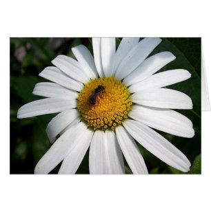 Bee Happy Daisy Card