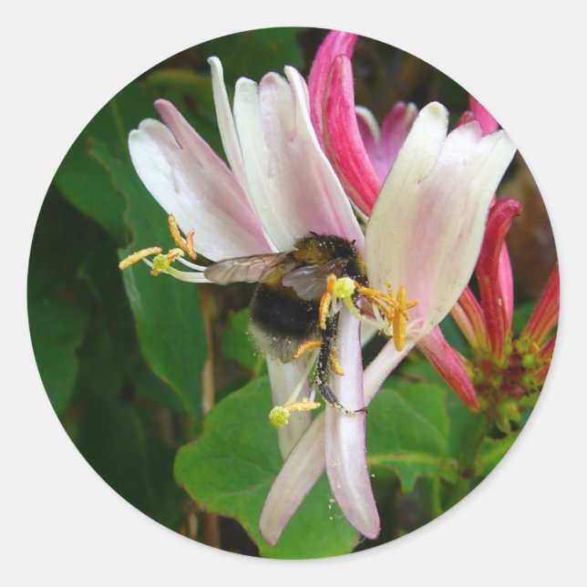 BEE ON HONEYSUCKLE Stickers (Devant)