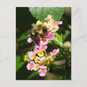 "Bee on Lantana." Carte postale