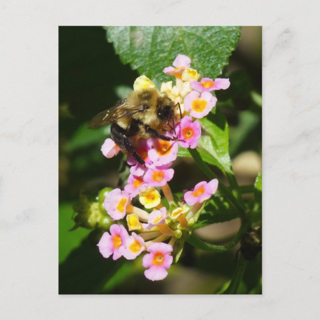 "Bee on Lantana." Carte postale (Devant)