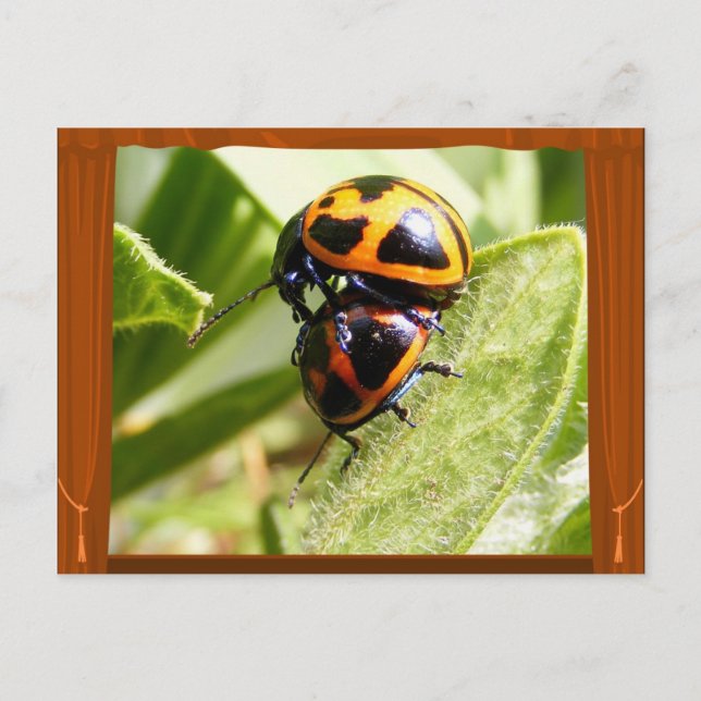 Beetles d'algue ~ carte postale (Devant)