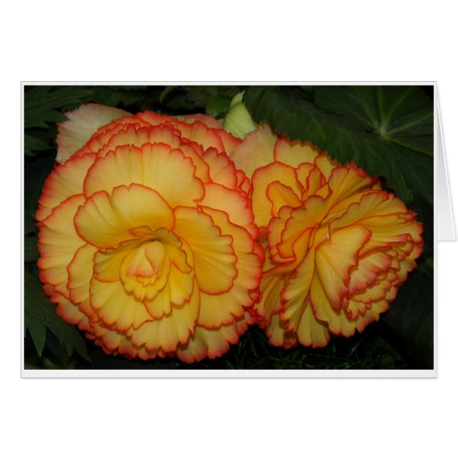 Bégonias (Devant horizontal)