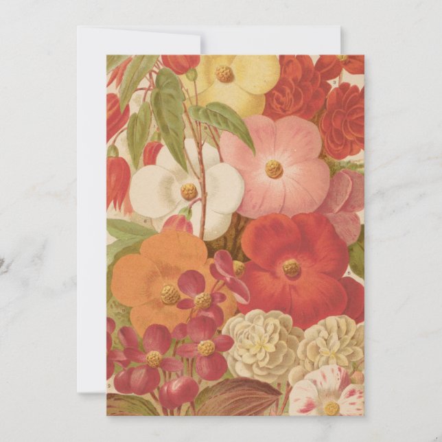 Bégonie | George Nicholson (Devant)