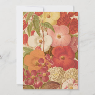 Bégonie   George Nicholson