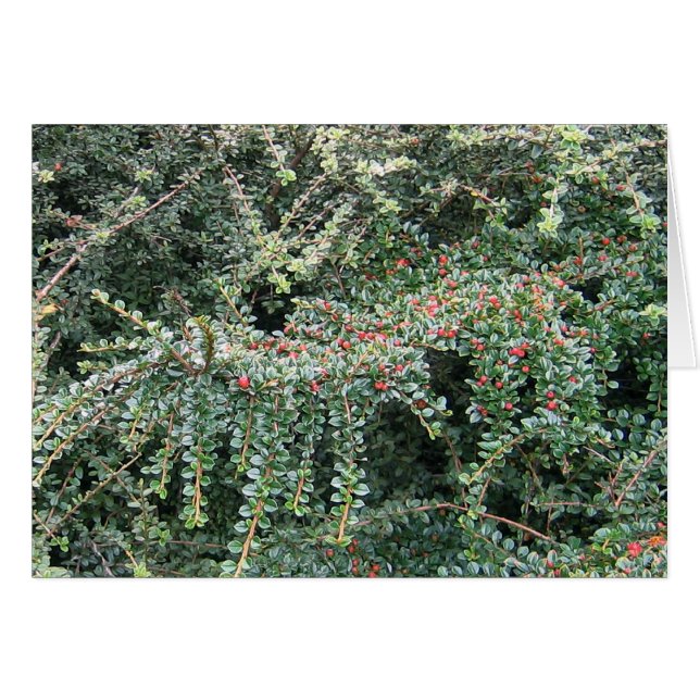 Bel arbre (Devant horizontal)