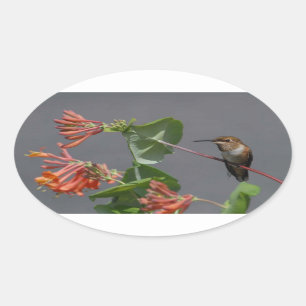 Bel autocollant d'ovale de colibri